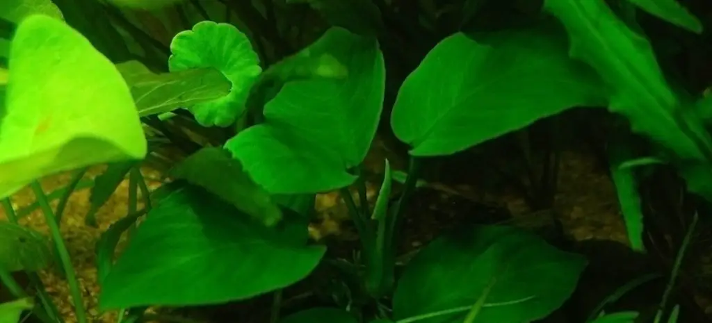 anubias barteri in aquarium
