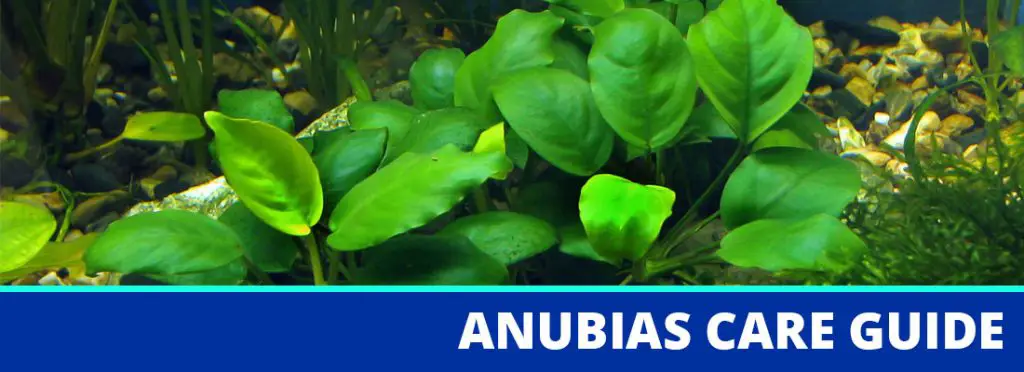 anubias care guide header