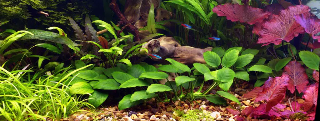 anubias in planted tank