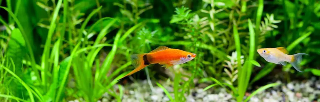 aquarium swordtail with a molly fish