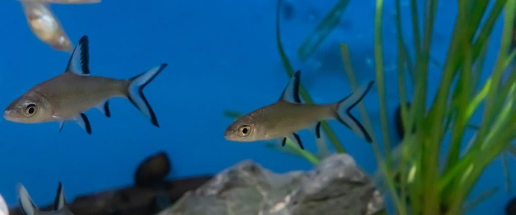 bala shark in aquarium