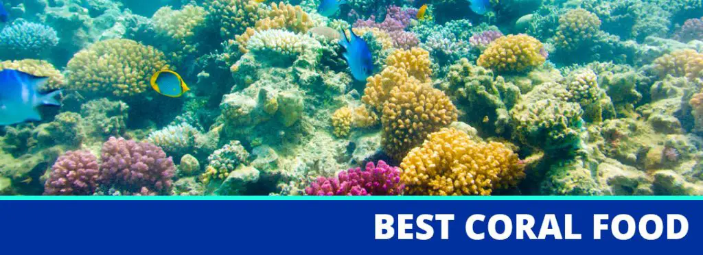 best coral food header