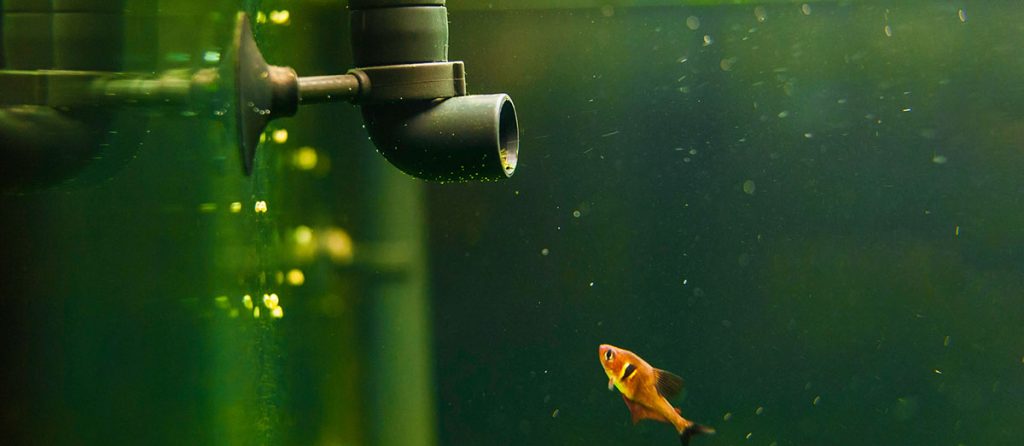 best return pump with orange fish looking