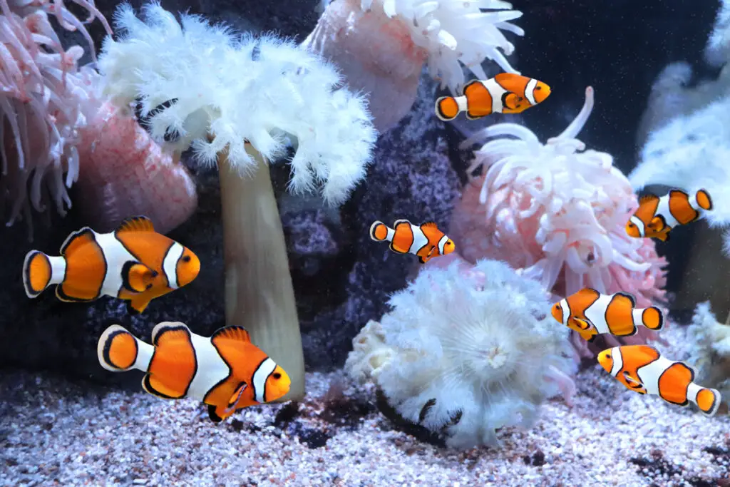 best saltwater fish for beginners