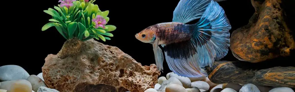 betta fish in aquarium