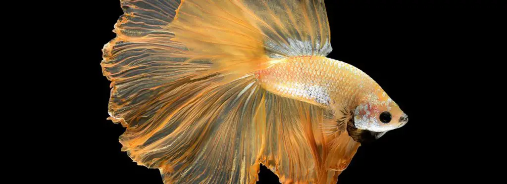 betta fish in aquarium with the best substrate