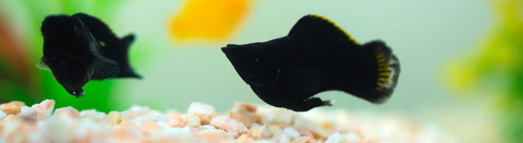 black molly fish in an aquarium