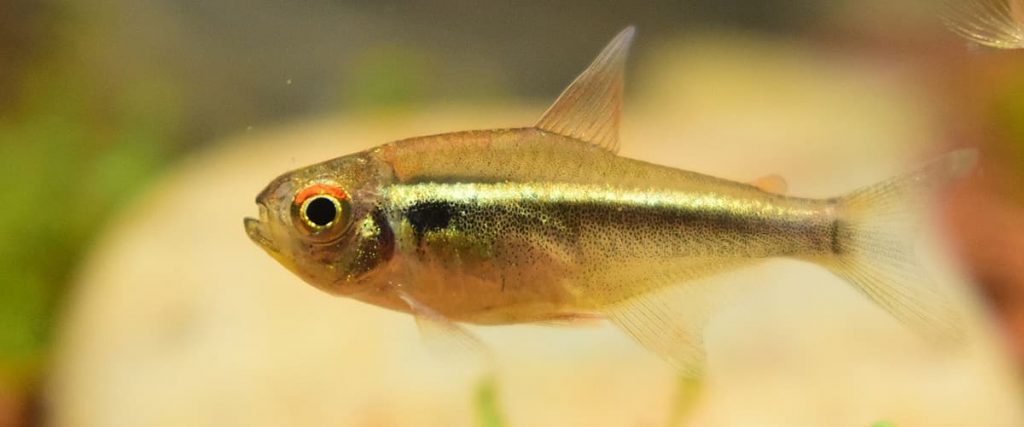 black neon tetra