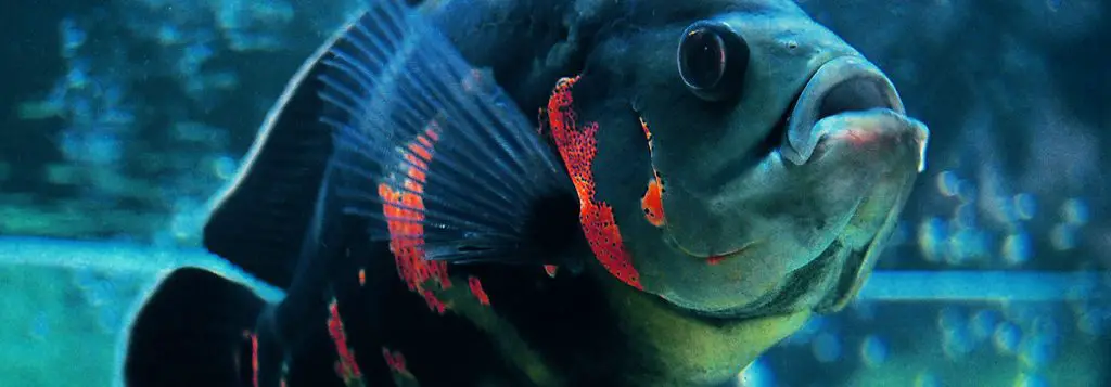 blue aquarium fish with red strips salt vs freshwater