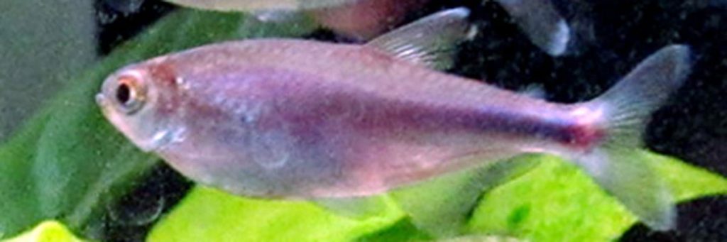blue tetra