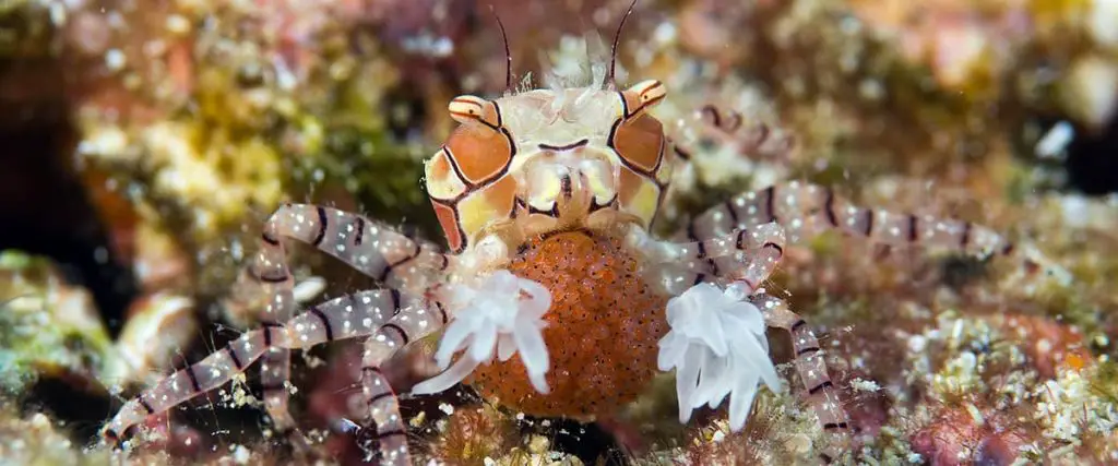 boxer crab pom pom crab