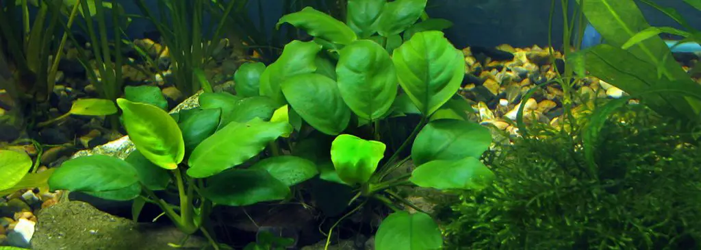 bright green anubias in aquarium