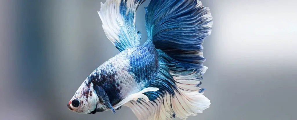 brilliant blue and white betta fish