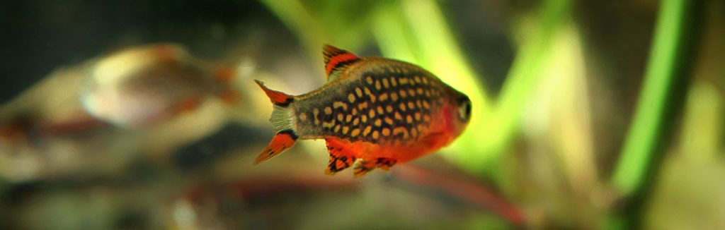 celestial pearl danio from behind web