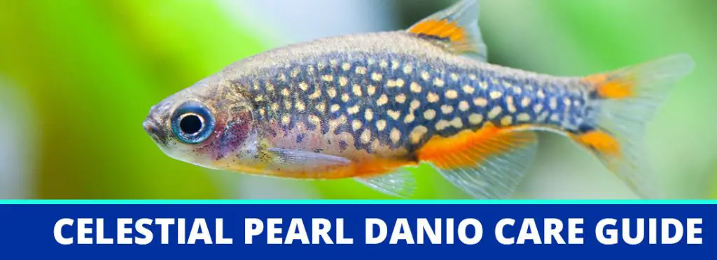 celestial pearl danio galaxy rasbora header