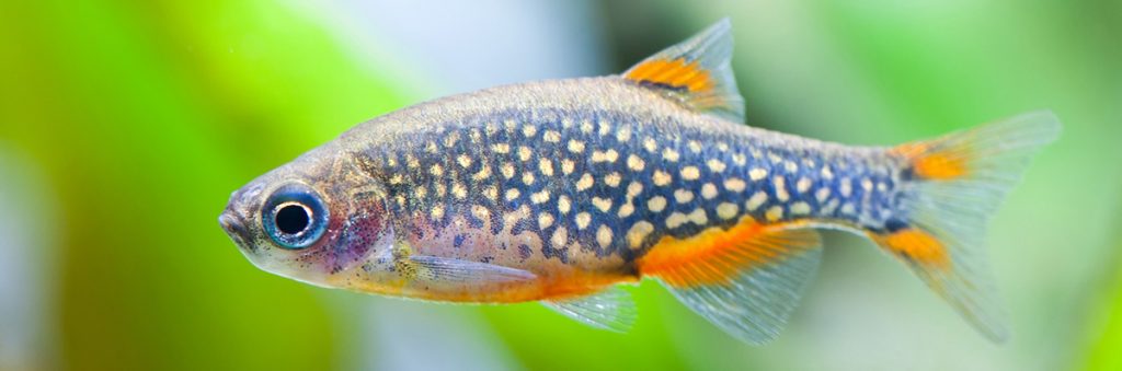 celestial pearl danio profile view