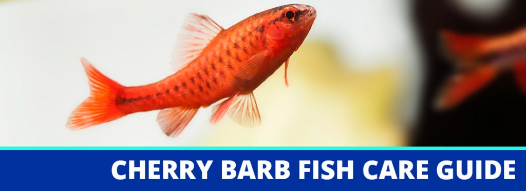 cherry barb fish care guide