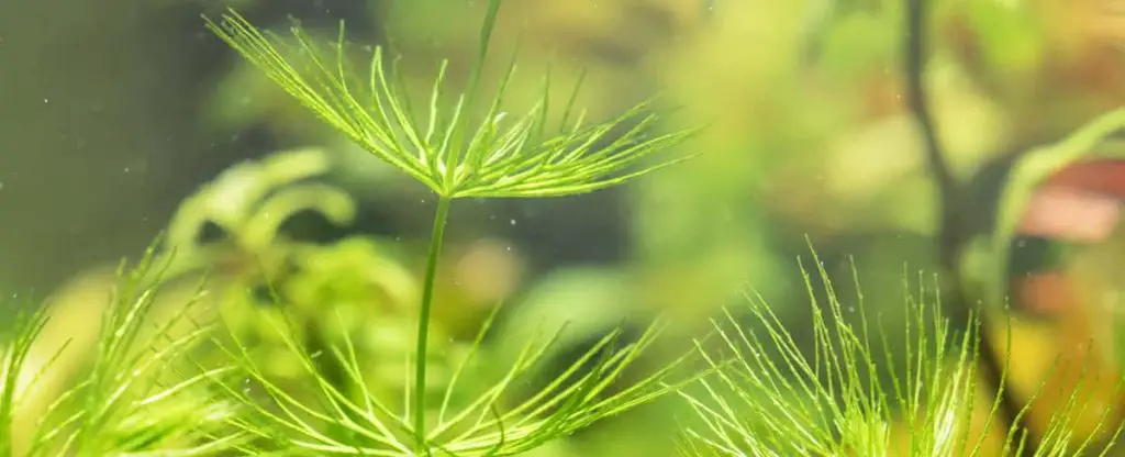 close up of fresh water plant hornwort
