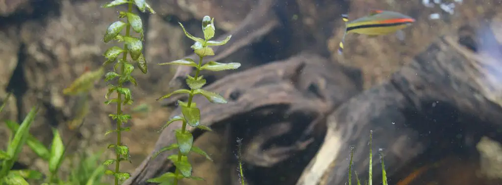 close up of planted aquarium return pump