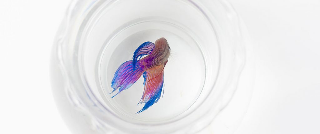 colorful betta in a too small fish bowl