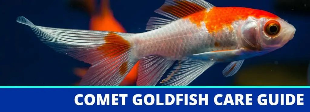 comet goldfish care guide header
