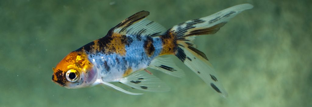 comet goldfish in aquarium