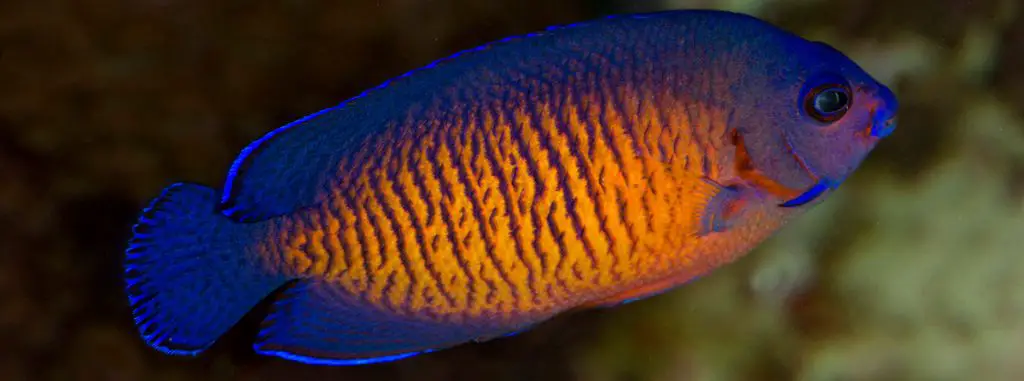 coral beauty angel fish
