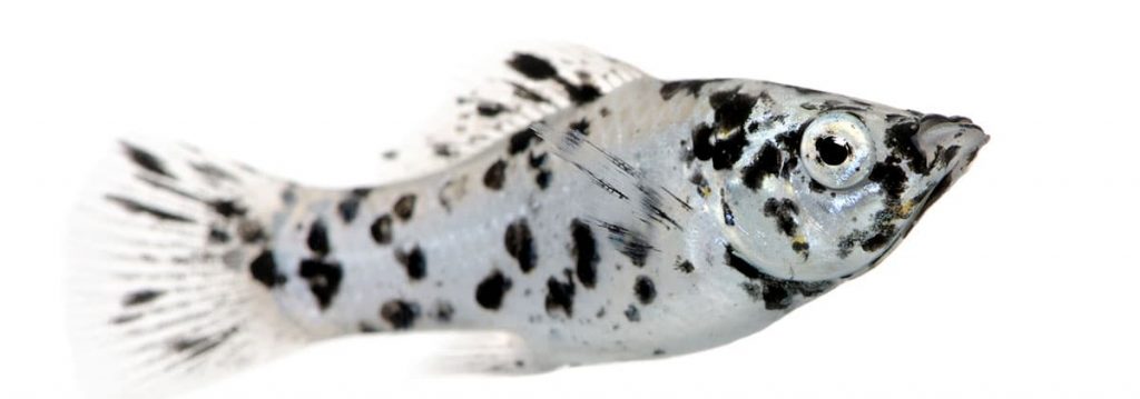 dalmatian molly fish