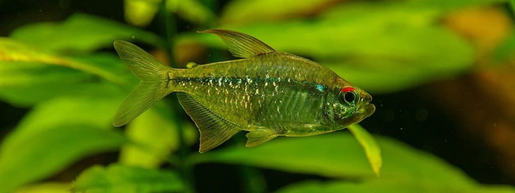 diamond tetra