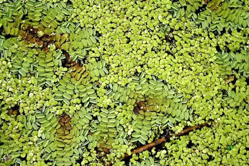 duckweed