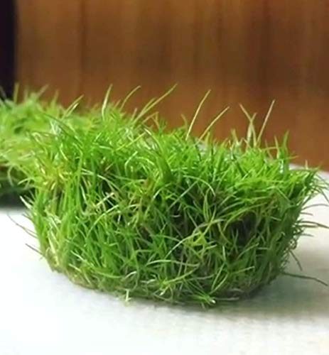 dwarf hairgrass