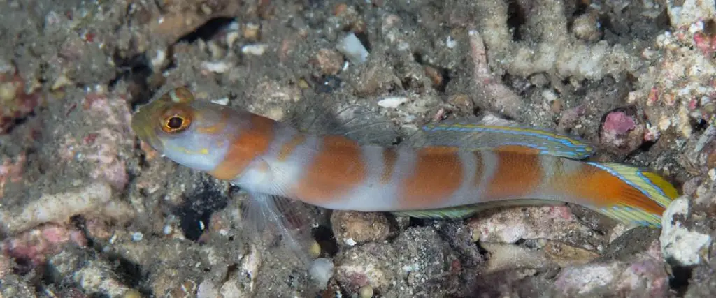Flagtail Shrimp Goby