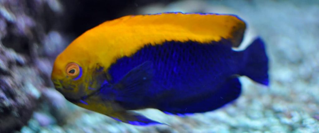 Flameback Angelfish