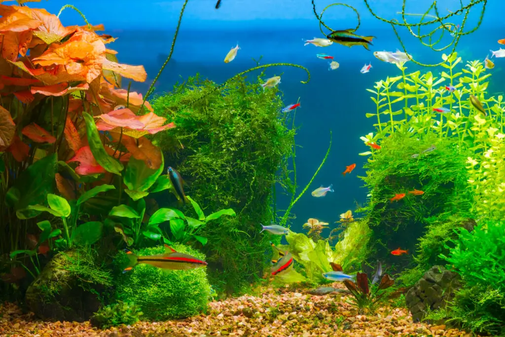 freshwater aquarium setup