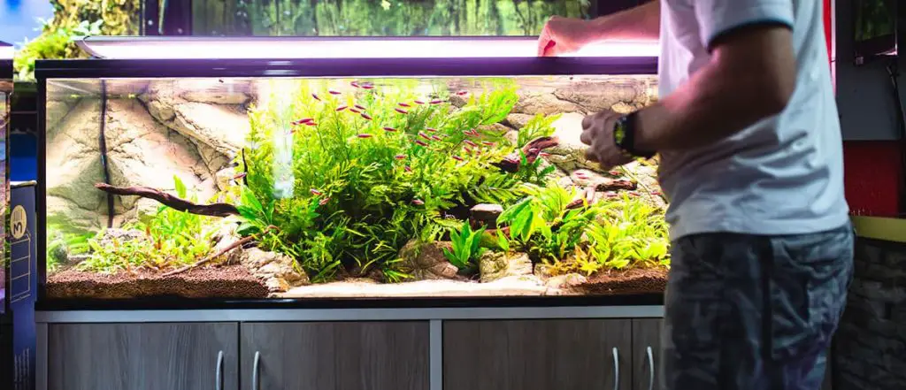 freshwater aquarium setup man feeding finished aquarium