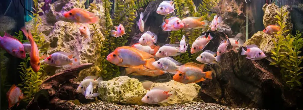 freshwater aquarium with plenty of fish