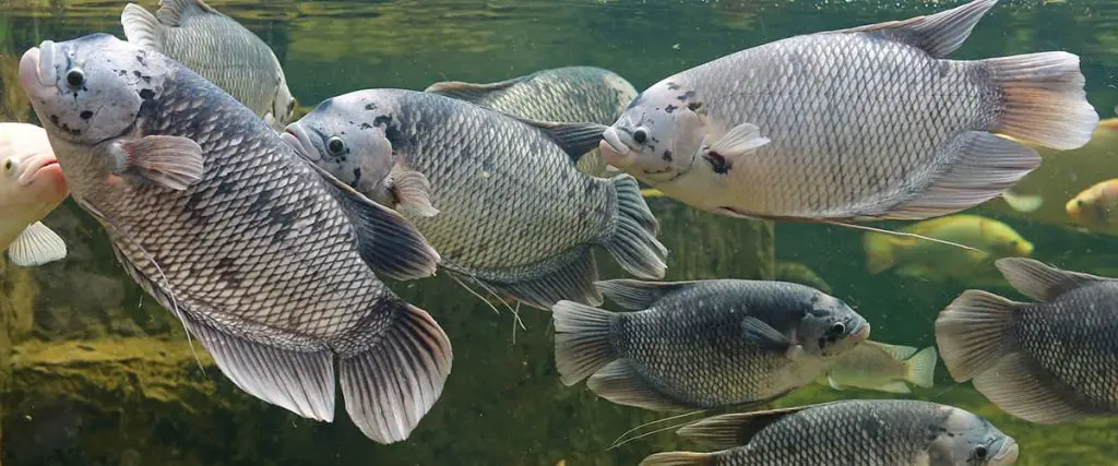 giant gourami