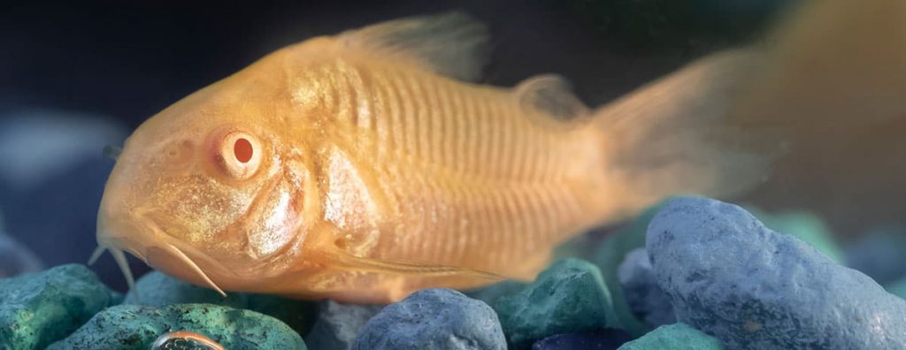 golden siamese algae eater fish