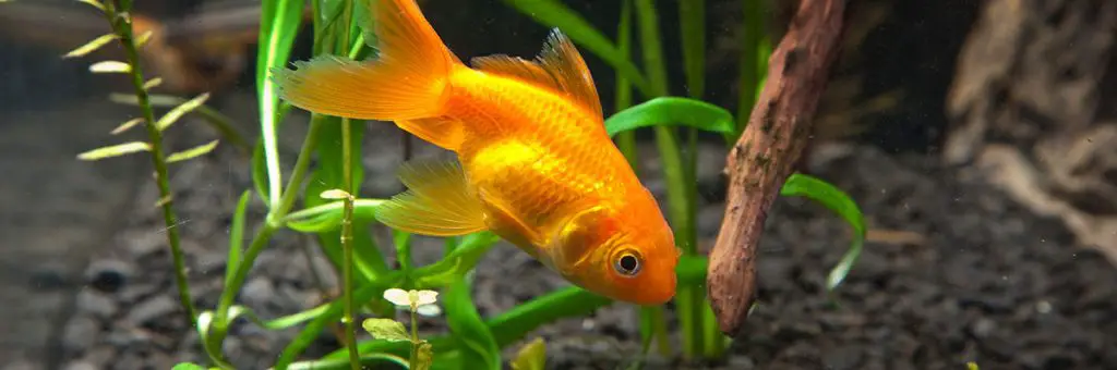 goldfish in fish tank with black substrate