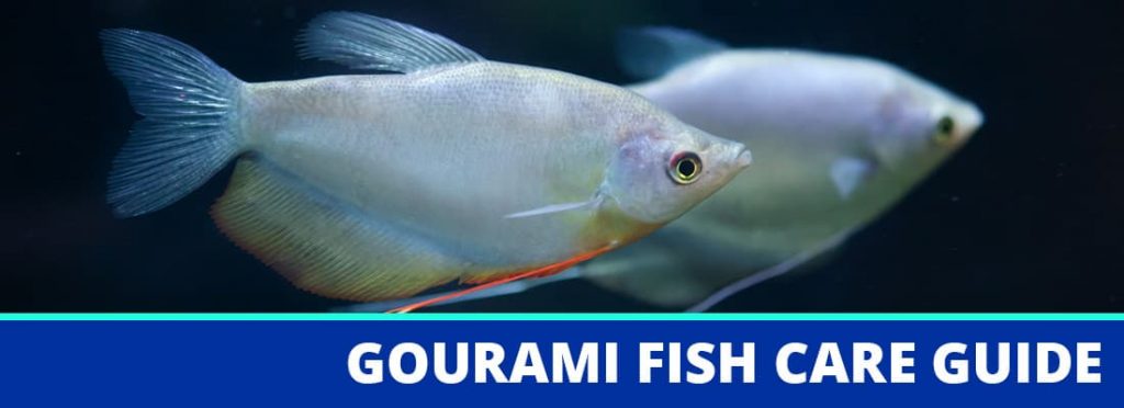 gourami fish care guide header