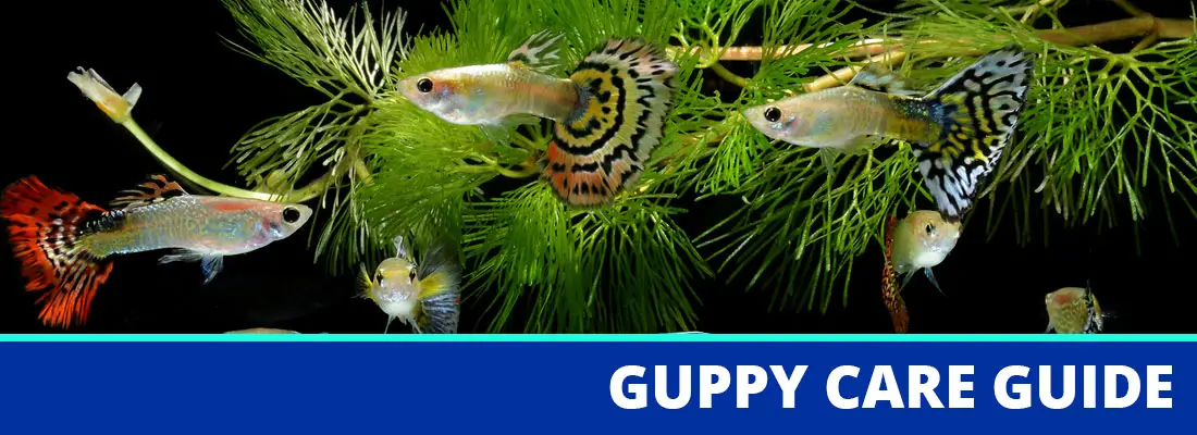 Guppy fish in a tank