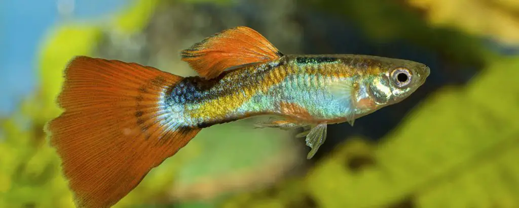 guppy in fish tank