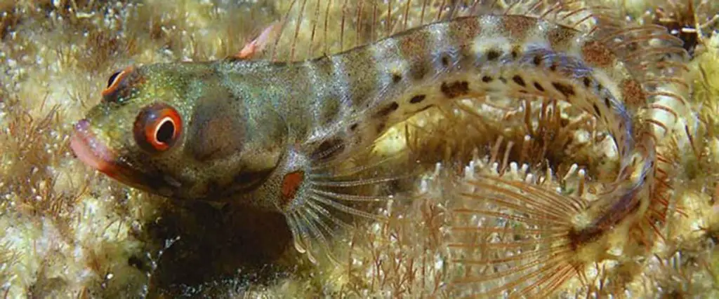 hancock blenny
