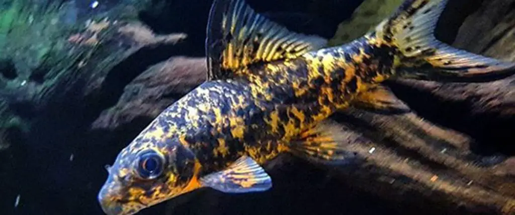harlequin shark in aquarium