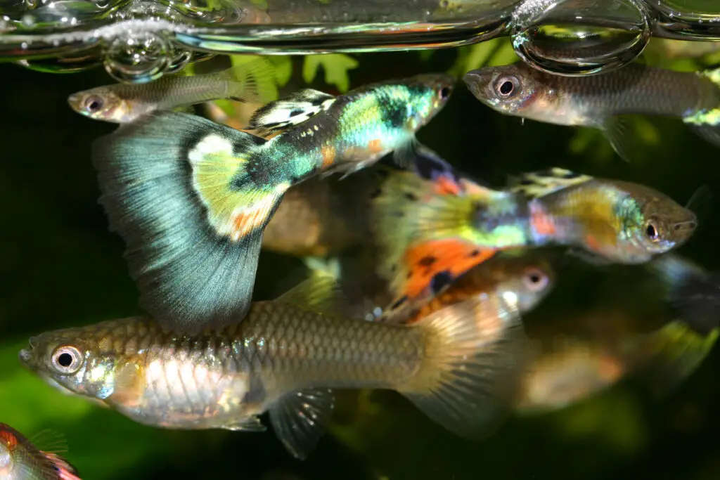 how to care for guppies