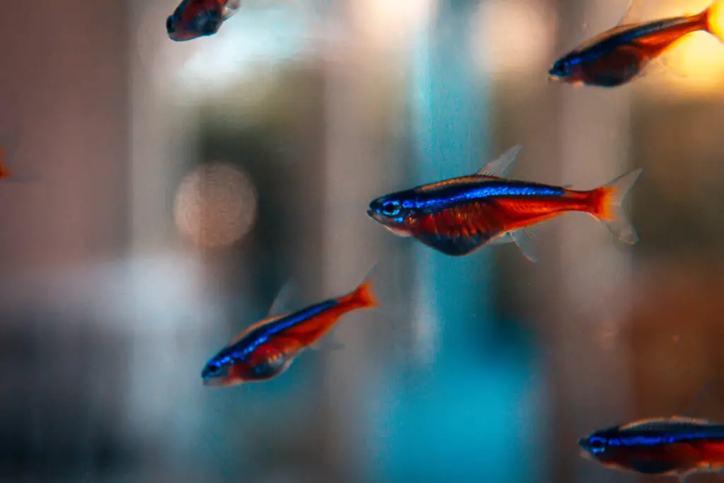 how to care for neon tetras