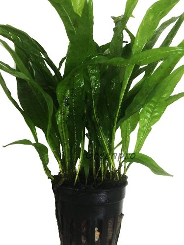 java fern