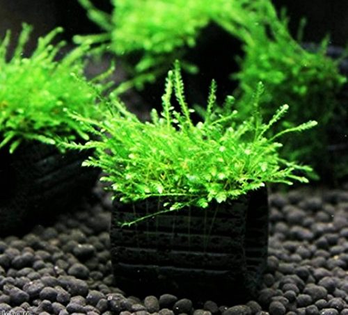java moss