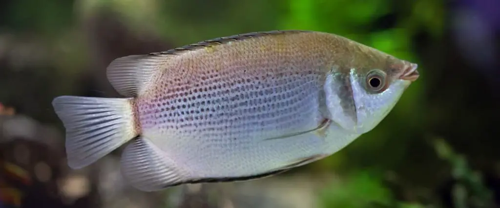 kissing gourami
