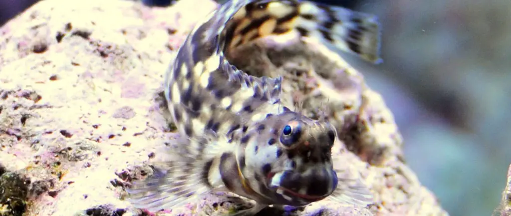 lawnmower blenny